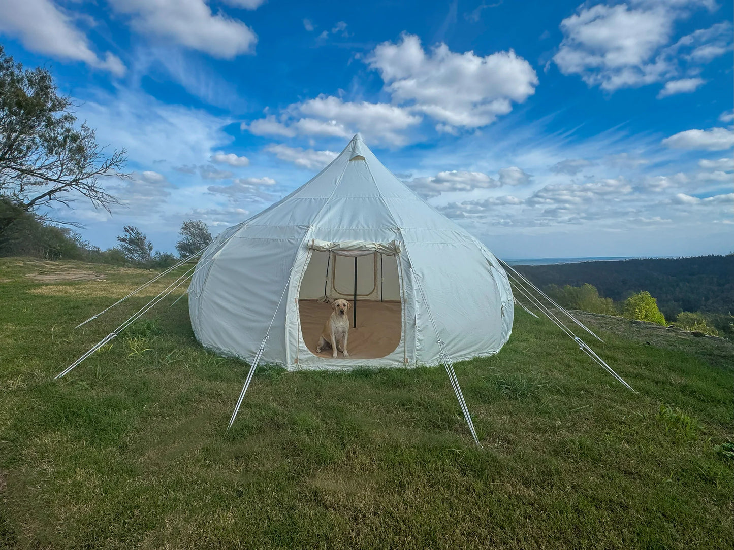 White tent with a dog peeking out in a grassy field under a blue sky with clouds