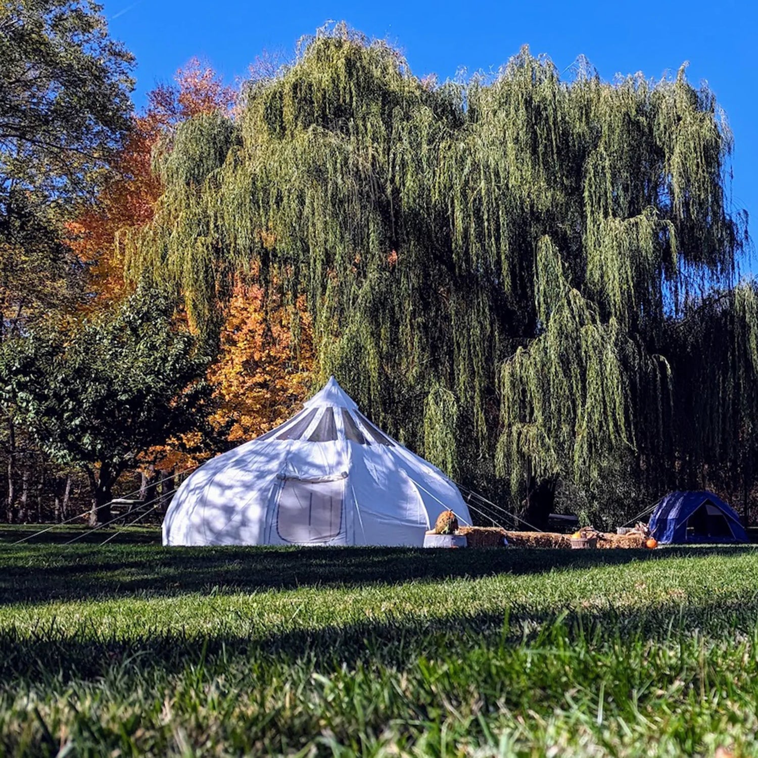 White tent under a willow tree with autumn foliage