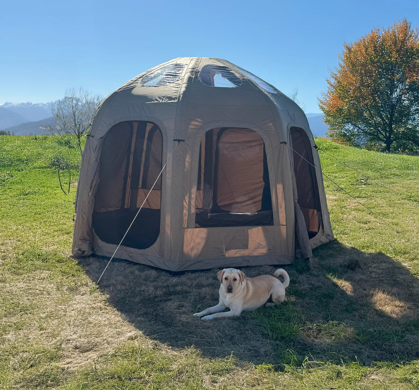 Dome-shaped pet tent on a grassy field with a dog lying in front